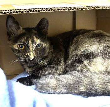 ROO -  Domestic Short Hair Cat for Adoption in Dedham, Massachusetts - ROO | PetCurious