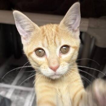 Artemis -  Domestic Short Hair Cat for Adoption in North Myrtle Beach, South Carolina - Artemis | PetCurious