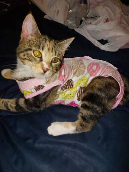 Torbie and Tabby Cats Available for Adoption - LOVEY | PetCurious