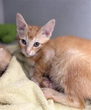 Domestic Short Hair Cats Available for Adoption - CHEDDAR | PetCurious