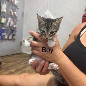 Rolo -  Domestic Short Hair Cat for Adoption in Hinesville, Georgia - Rolo | PetCurious