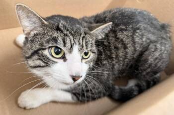 Donny -  Domestic Short Hair Cat for Adoption - Donny | PetCurious