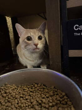 Rescue Domestic Short Hair Cats for Adoption in Winslow Township, New Jersey - Igor | PetCurious