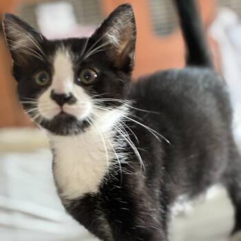 Stop -  Domestic Short Hair Cat for Adoption in South Elgin, Illinois - Stop | PetCurious