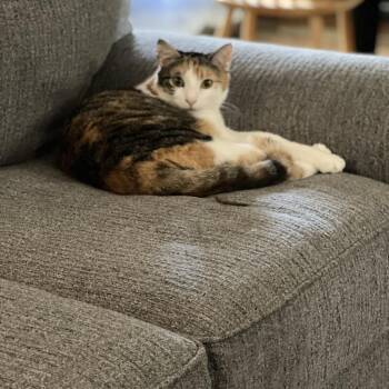 Rescue Domestic Short Hair Cats for Adoption in Atoka, Tennessee - Sandy - Barn/Working Cat | PetCurious