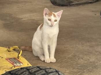 Rescue Domestic Short Hair Cats for Adoption in Raleigh, North Carolina - LIMEADE | PetCurious