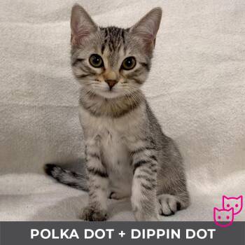 Polka Dot (bonded with Dippin
