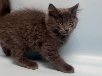 Uggs -  Domestic Medium Hair and Domestic Short Hair Cat for Adoption in Golden Valley, Minnesota - Uggs | PetCurious