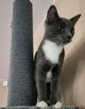 Rescue Domestic Short Hair Cats for Adoption in Warr Acres, Oklahoma - Lily | PetCurious