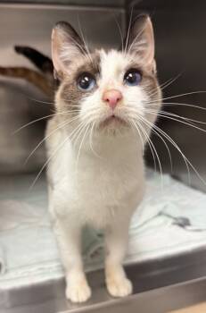 Rescue Domestic Short Hair Cats for Adoption in Eugene, Oregon - Dashcam | PetCurious