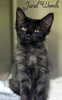 Janet Woods -  Domestic Long Hair Cat for Adoption in Blountville, Tennessee - Janet Woods | PetCurious