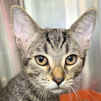 Modric -  Domestic Short Hair Cat for Adoption in Los Angeles, California - Modric | PetCurious