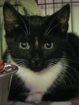 Cumin -  Domestic Short Hair Cat for Adoption in Shelton, Washington - Cumin | PetCurious