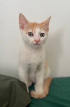 Rescue Domestic Short Hair Cats for Adoption in El Cajon, California - Aspen | PetCurious