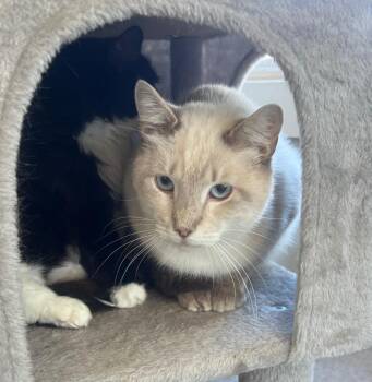 Domestic Short Hair Cats Available for Adoption in Windsor, Connecticut - 41A-Sagwa | PetCurious