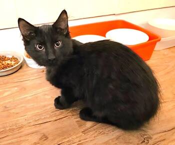 Rescue Domestic Medium Hair Cats for Adoption in Guelph, Ontario - Espresso, Macchiato, Frappe And Latte | PetCurious