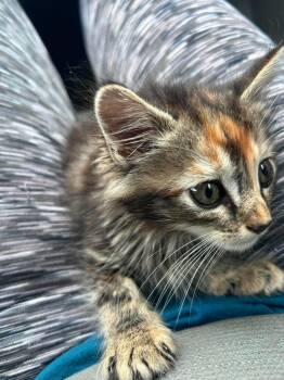 Buttons -  Domestic Medium Hair Cat for Adoption in Randolph, Alabama - Buttons | PetCurious