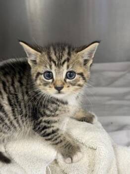 Cloudy -  Domestic Short Hair Cat for Adoption in West Chester, Pennsylvania - Cloudy | PetCurious