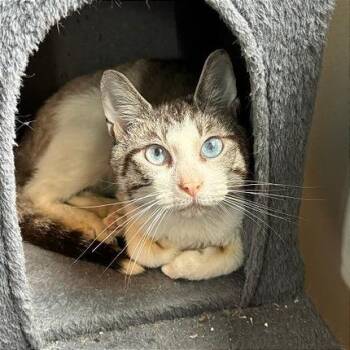 Fozzie -  Siamese Cat for Adoption in Gibsonia, Pennsylvania - Fozzie | PetCurious