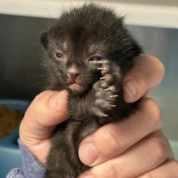 Domestic Short Hair Cats Available for Adoption in Saint Joseph, Missouri - Ghost | PetCurious