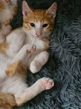 Scoot Go. -  Domestic Short Hair Cat for Adoption in West Peoria, Illinois - Scoot Go. | PetCurious