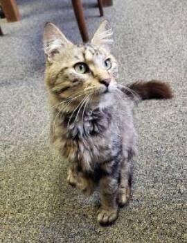 Stumpy -  Domestic Long Hair Cat for Adoption in Bucyrus, Ohio - Stumpy | PetCurious