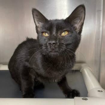 Domestic Short Hair Cats Available for Adoption - Runt | PetCurious