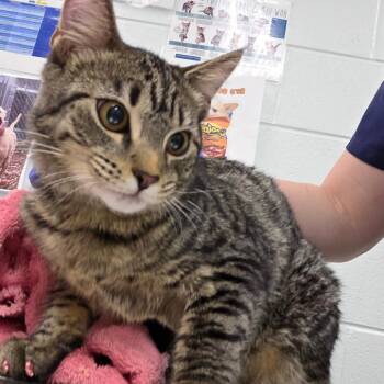 Ruthy -  Domestic Short Hair Cat for Adoption in Chattanooga, Tennessee - Ruthy | PetCurious