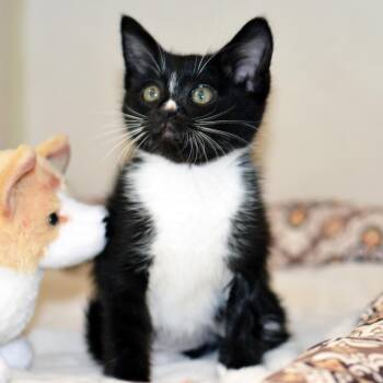 SHELDON -  Domestic Short Hair Cat for Adoption in San Clemente, California - SHELDON | PetCurious