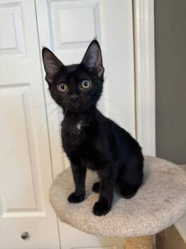 Lyla -  Domestic Short Hair and Tabby Cat for Adoption in Ringwood, New Jersey - Lyla | PetCurious