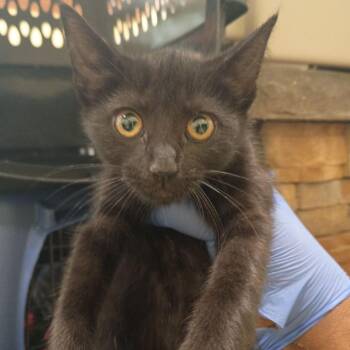 Cassiopeia -  Domestic Short Hair Cat for Adoption in Lynchburg, Virginia - Cassiopeia | PetCurious