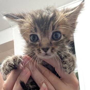 Rocky -  Domestic Short Hair and Extra Toes Cat Hemingway Polydactyl Cat for Adoption in Redwood Valley, California - Rocky | PetCurious