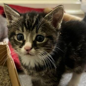 Garth -  Domestic Short Hair Cat for Adoption in Winchester, Virginia - Garth | PetCurious
