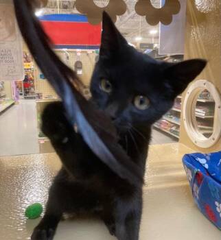 Conjuror26 -  Domestic Short Hair Cat for Adoption in Youngsville, North Carolina - Conjuror26 | PetCurious