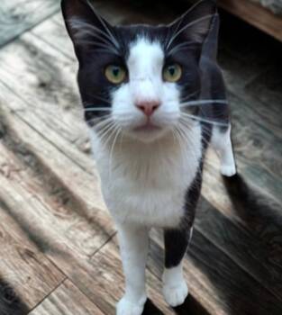 Rescue Domestic Short Hair Cats for Adoption in Warr Acres, Oklahoma - Richard | PetCurious