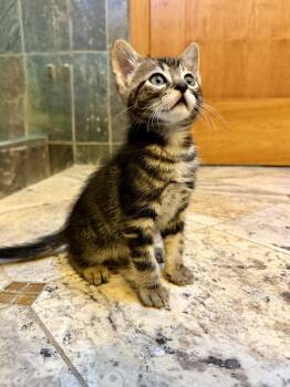 Domestic Short Hair and Tabby Cats Available for Adoption in San Jose, California - Tow Truck | PetCurious