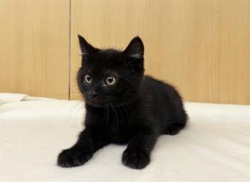 SHAWN -  Domestic Short Hair Cat Available for Adoption in Brentwood, Missouri - SHAWN | PetCurious