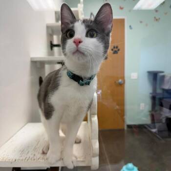 Domestic Short Hair Cats Available for Adoption - Azure | PetCurious