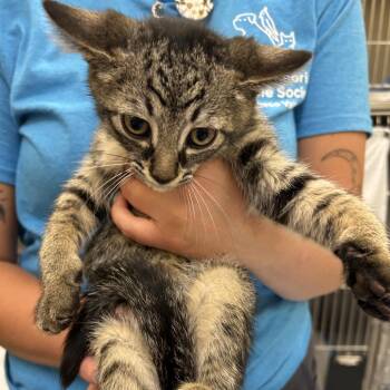 Bucatini -  Domestic Medium Hair Cat for Adoption in Dover, New Hampshire - Bucatini | PetCurious