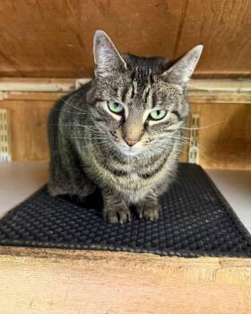 Domestic Short Hair Cats Available for Adoption in Coatesville, Pennsylvania - Ziggy | PetCurious
