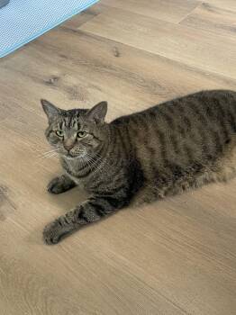 Adeline -  Maine Coon and Domestic Short Hair Cat for Adoption in Ocala, Florida - Adeline | PetCurious
