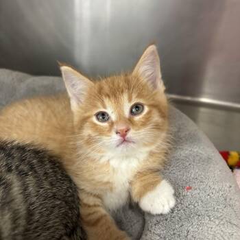 Domestic Short Hair Cats Available for Adoption in Frankfort, Indiana - Sprout | PetCurious