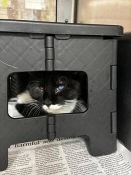 The Oracle -  Domestic Short Hair Cat for Adoption in Wichita, Kansas - The Oracle | PetCurious