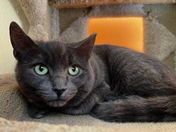 Domestic Short Hair Cats Available for Adoption - Bruno *MUST BE ADOPTED AS A BUDDY CAT* | PetCurious