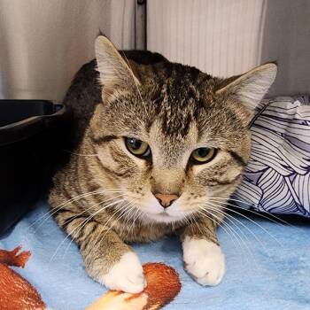 Domestic Short Hair Cats Available for Adoption in Dixon, Illinois - Chubby Checker | PetCurious