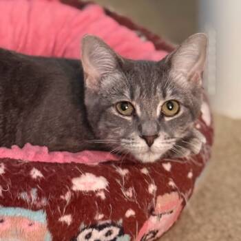 Rescue Domestic Short Hair Cats for Adoption in Mount Laurel Township, New Jersey - May | PetCurious