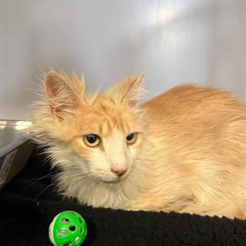 Domestic Medium Hair Cats Available for Adoption in Houston, Texas - Bill | PetCurious