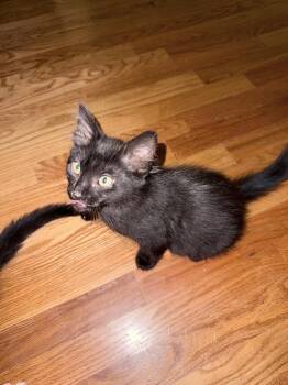 Zack -  Domestic Medium Hair Cat for Adoption in Shawnee, Kansas - Zack | PetCurious