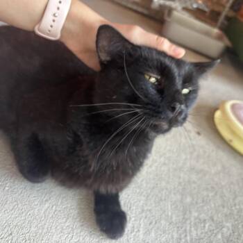 Vinny -  Domestic Short Hair Cat for Adoption in Waynesburg, Pennsylvania - Vinny | PetCurious