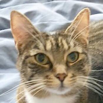 Domestic Short Hair Cats Available for Adoption - TINA | PetCurious